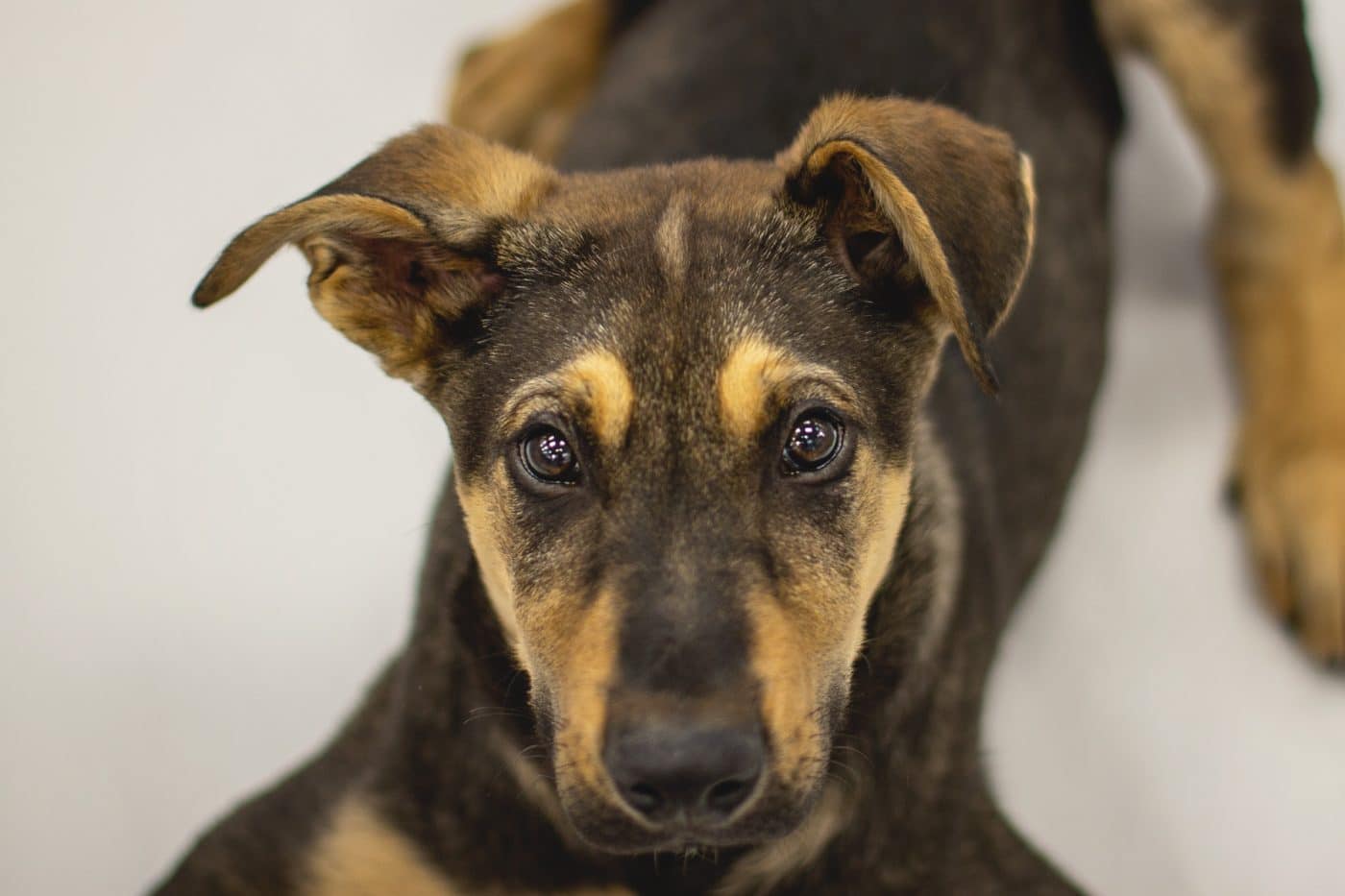 Winnipeg Pet Rescue Shelter